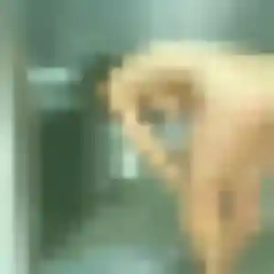 Chiamaka, 27 ans, dispo pour plan cul à Cazères