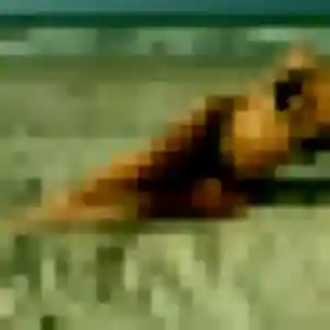 Jolie Roxane, 27 ans à Guémené-Penfao - la contacter