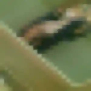 Sexy Lucinda, 45 ans à Saint-Pierre-d'Irube - voir sa photo