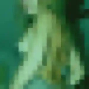 Photo sexy de Ursula, 25 ans à Vert-le-Grand - rencontre sans lendemain